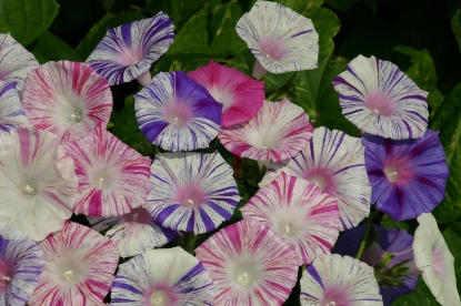 Picture of Ipomoea - Carnevale Di Venezia